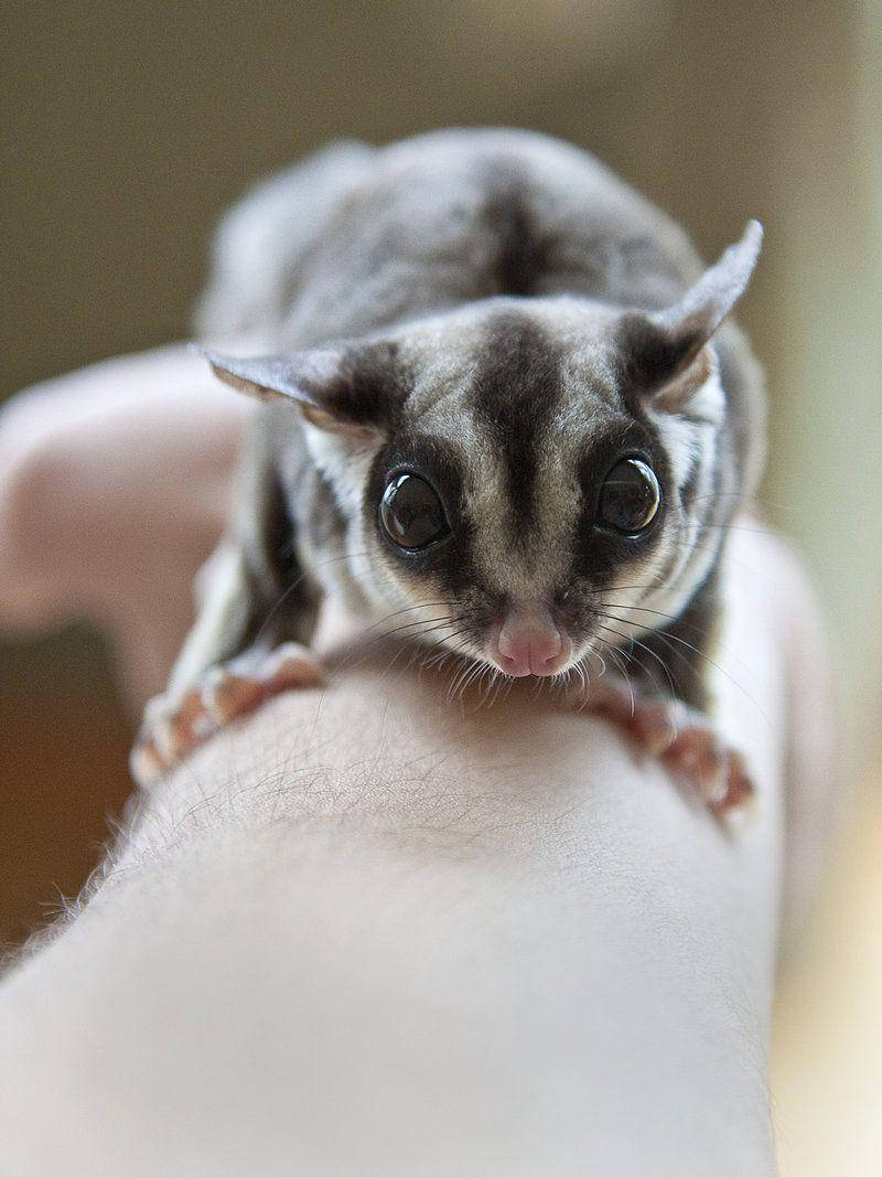 Sugar Glider On Arm Wallpaper