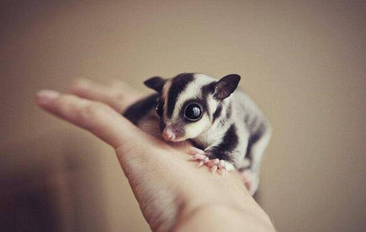 Sugar Glider On Hand Wallpaper