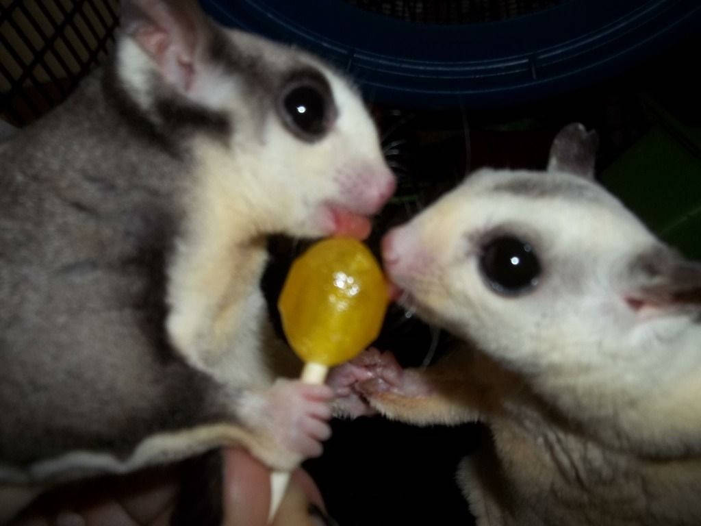 Sugar Gliders With Lollipop Wallpaper