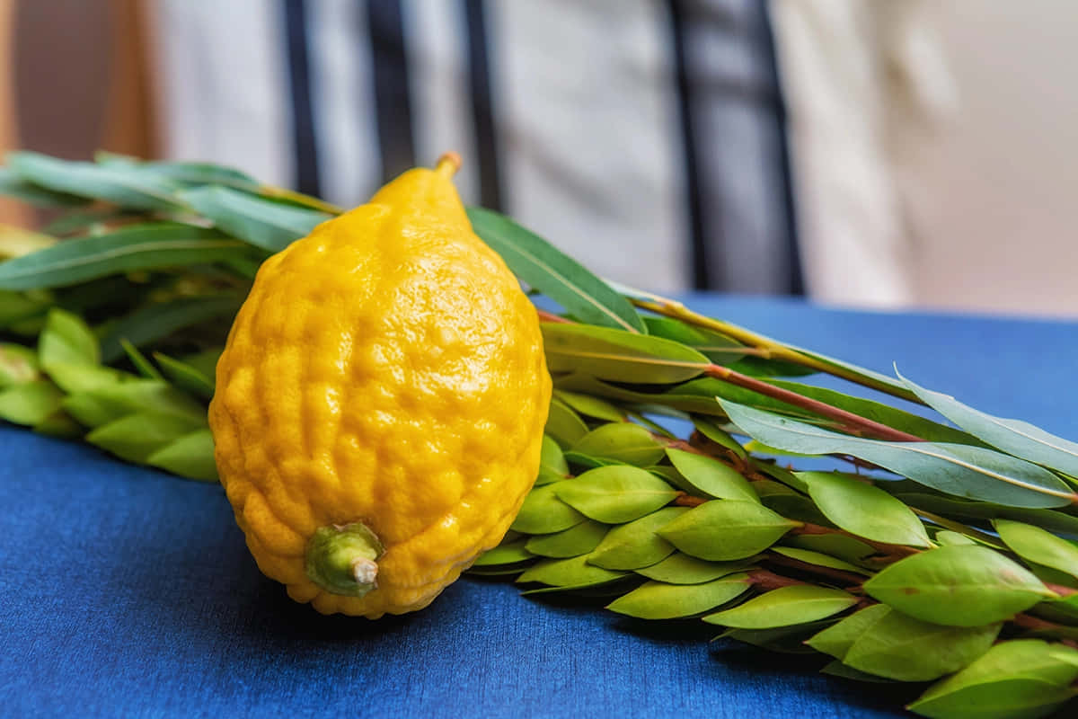 Sukkot Festival Etrogand Lulav Wallpaper