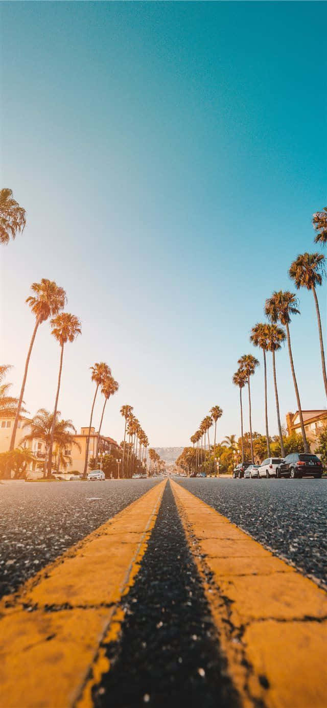 Summer_ Palm_ Tree_ Road_ View.jpg Wallpaper