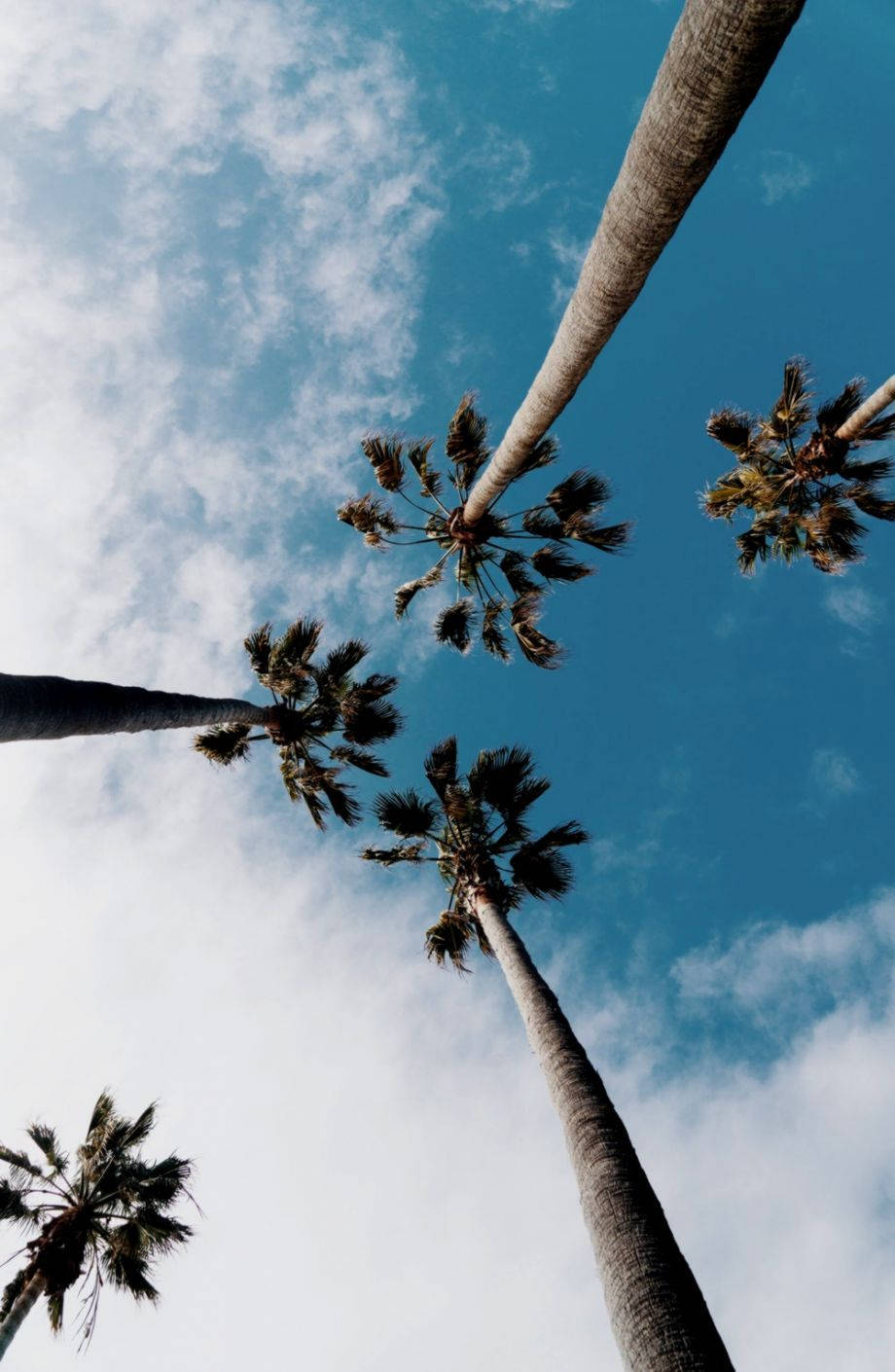 Summertime Silver Thatch Palm Tree Wallpaper