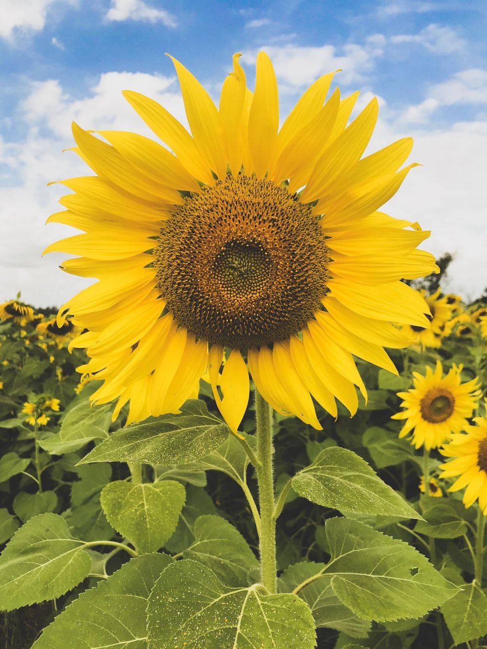 Sunflower And Roses, A Symbol Of Joy And Love Wallpaper