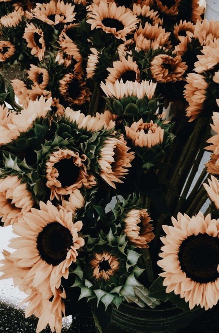 Sunflower Bouquet Vintage Aesthetic Wallpaper