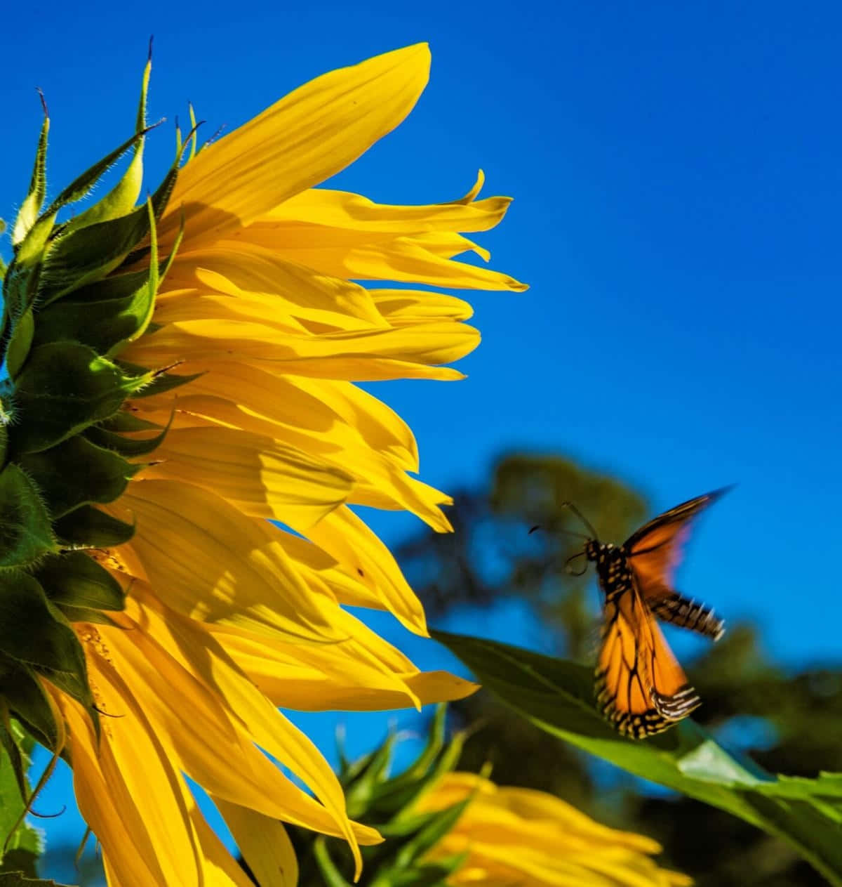 Sunflower_ Butterfly_ Dance.jpg Wallpaper