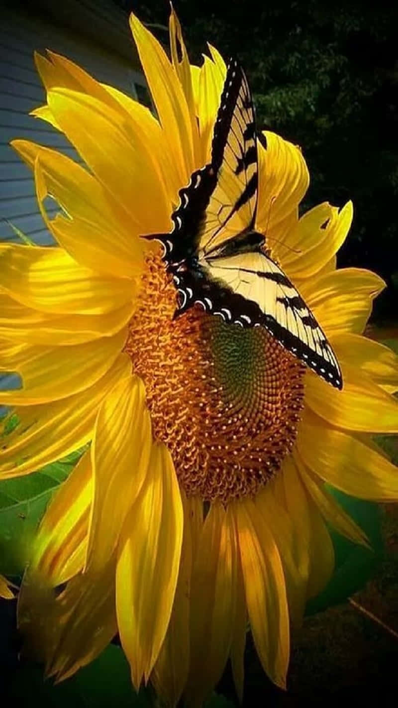 Sunflower_ Butterfly_ Perch.jpg Wallpaper