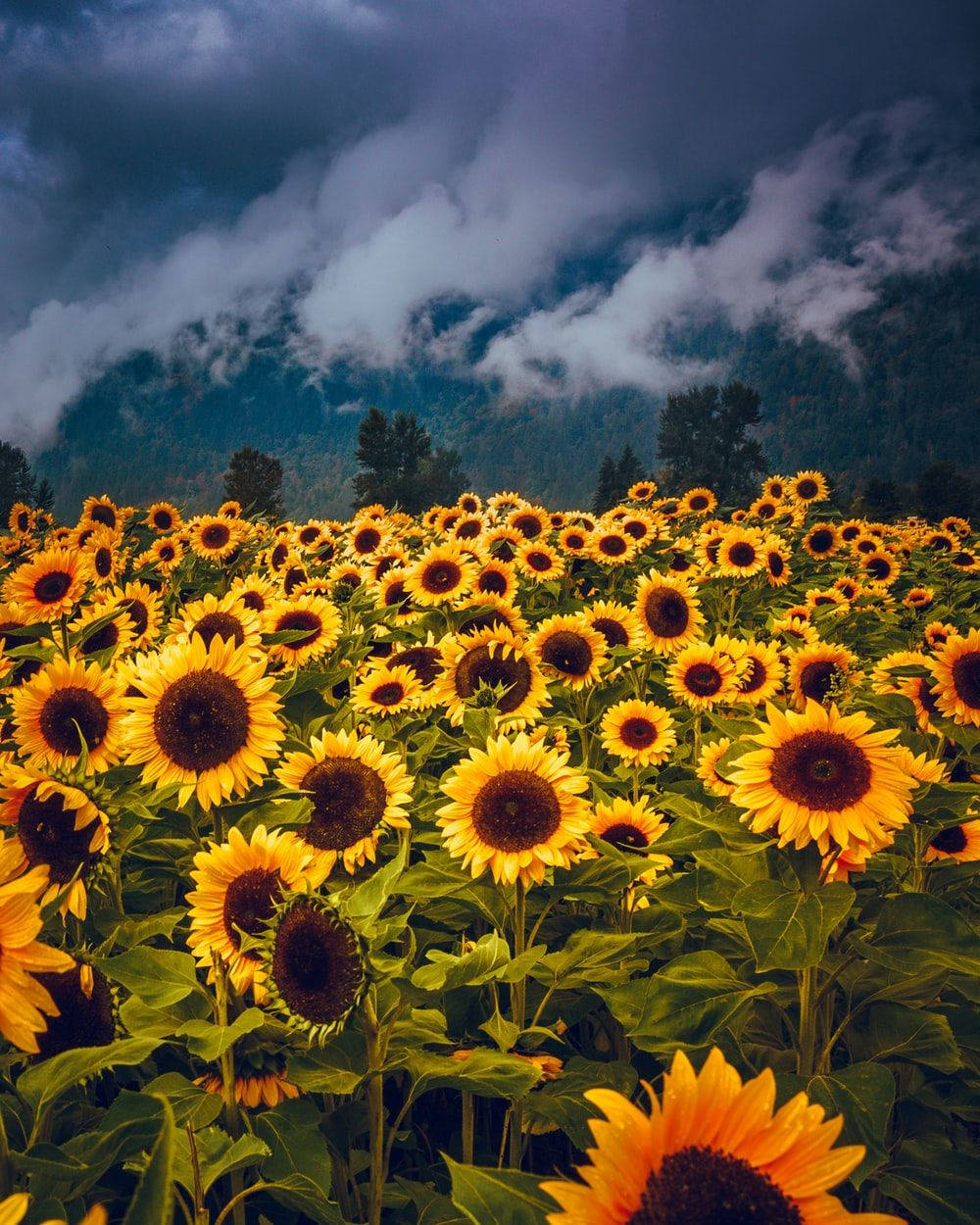 Sunflower Field Mountain Fog Wallpaper