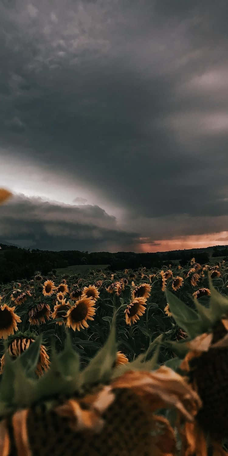 Sunflower Field Nature Aesthetic Phone Wallpaper