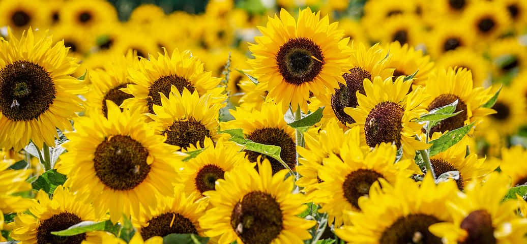 Sunflower In Bright Yellow Colors Stands Tall In A Field Of Green. Wallpaper