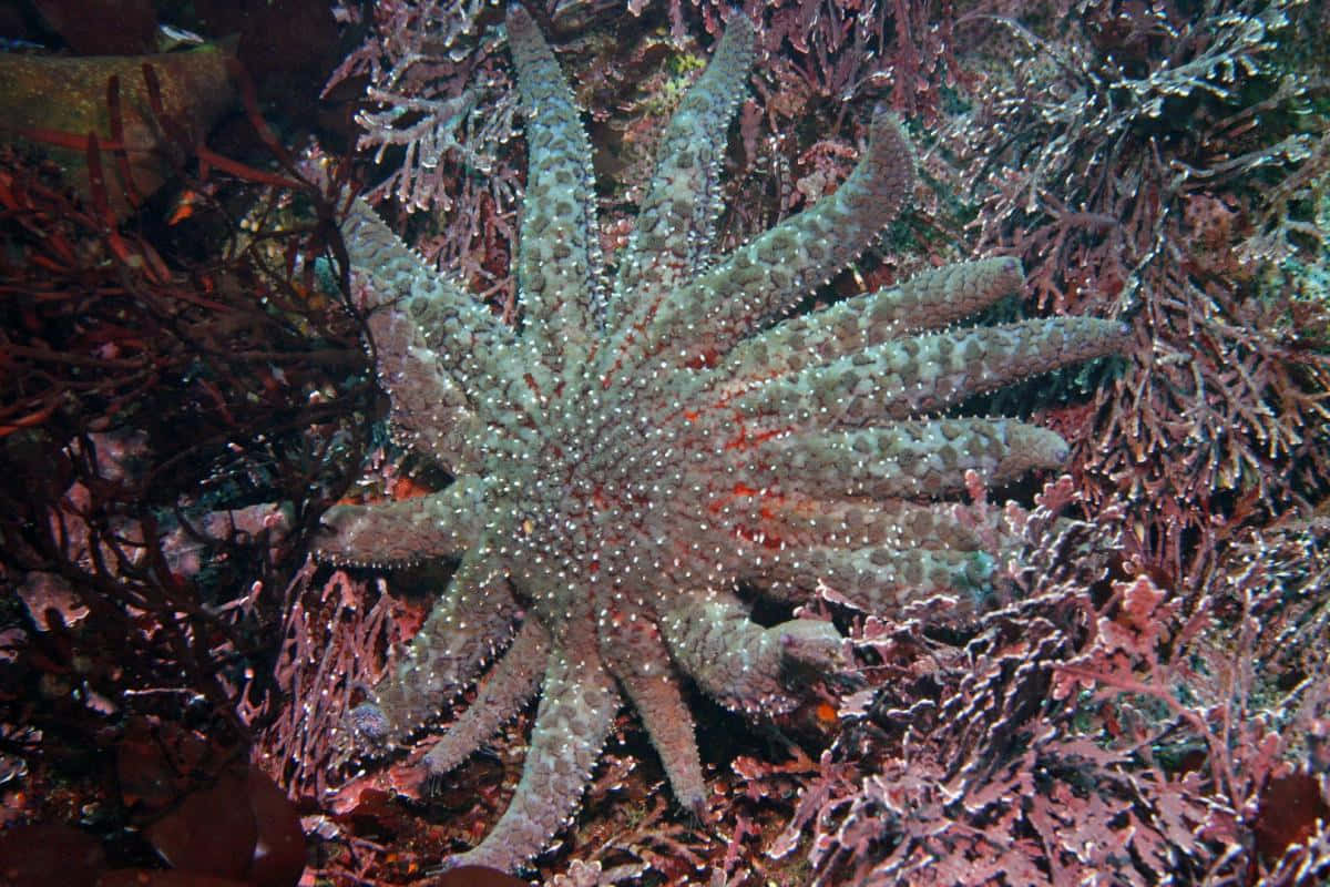 Sunflower_ Starfish_ Underwater_ Scene.jpg Wallpaper