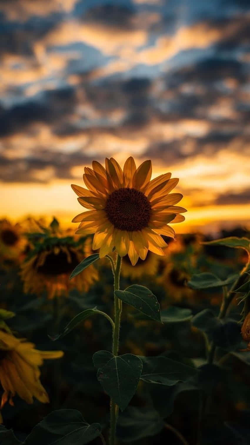 Sunflowerat Sunset Wallpaper