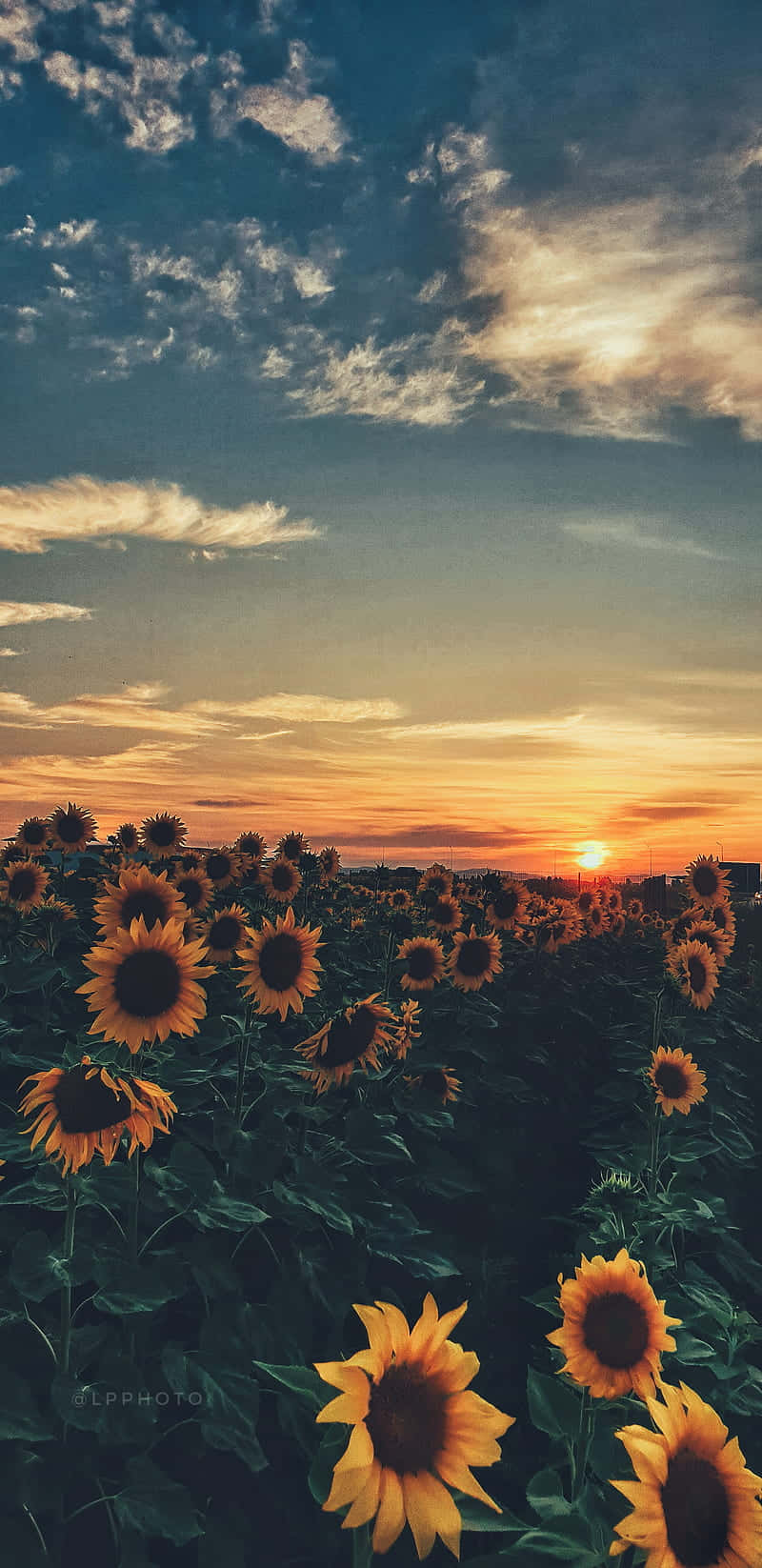 Sunflowers In The Field At Sunset Wallpaper