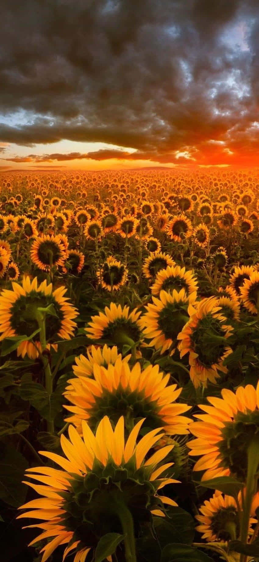 Sunflowers In The Field At Sunset Wallpaper