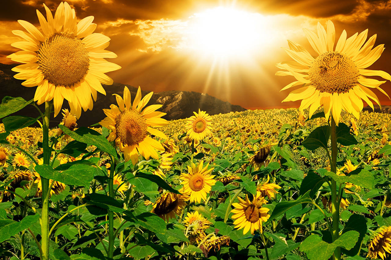 Sunflowers With Sun Ray Morning Glory Wallpaper