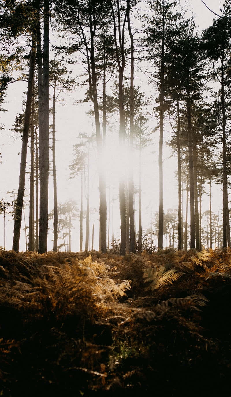 Sunlit Fern Forest Glow.jpg Wallpaper