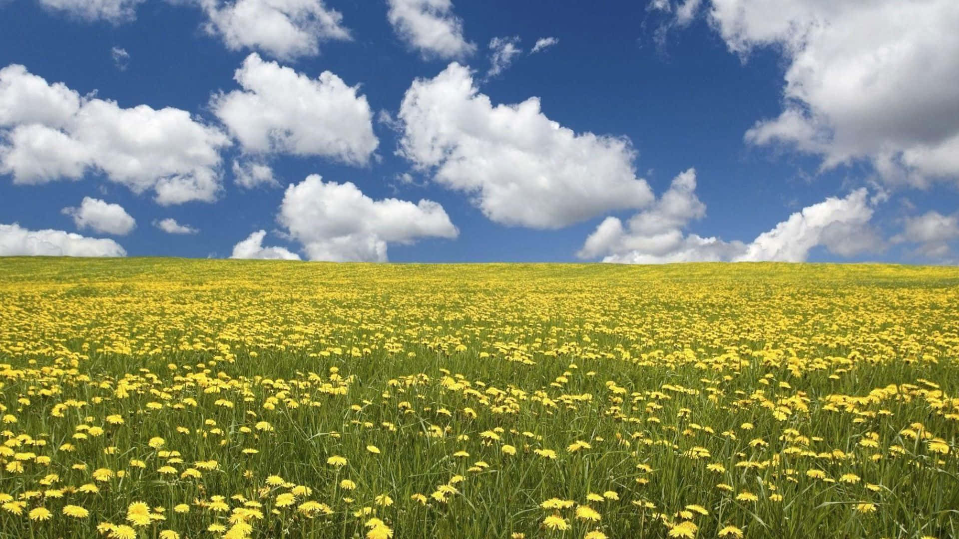 Sunlit Field Of Wildflowers Wallpaper