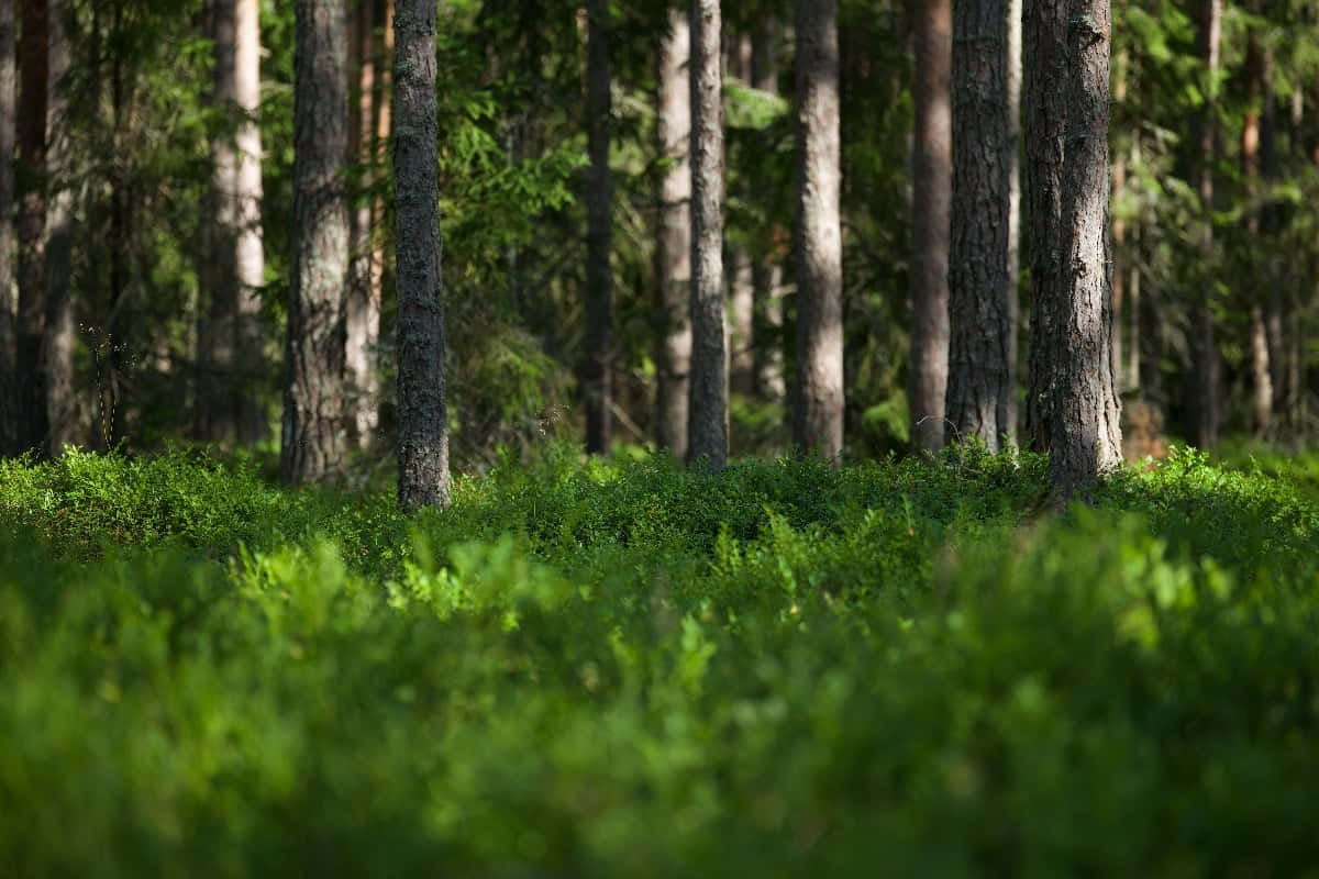 Sunlit Forest Floorand Pine Trees Wallpaper