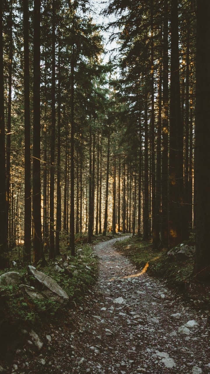 Sunlit Forest Path Aesthetic.jpg Wallpaper