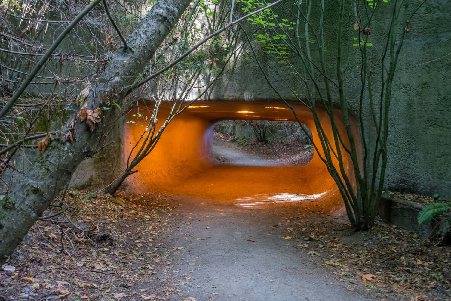 Sunlit Tunnel Discovery Park Seattle Wallpaper