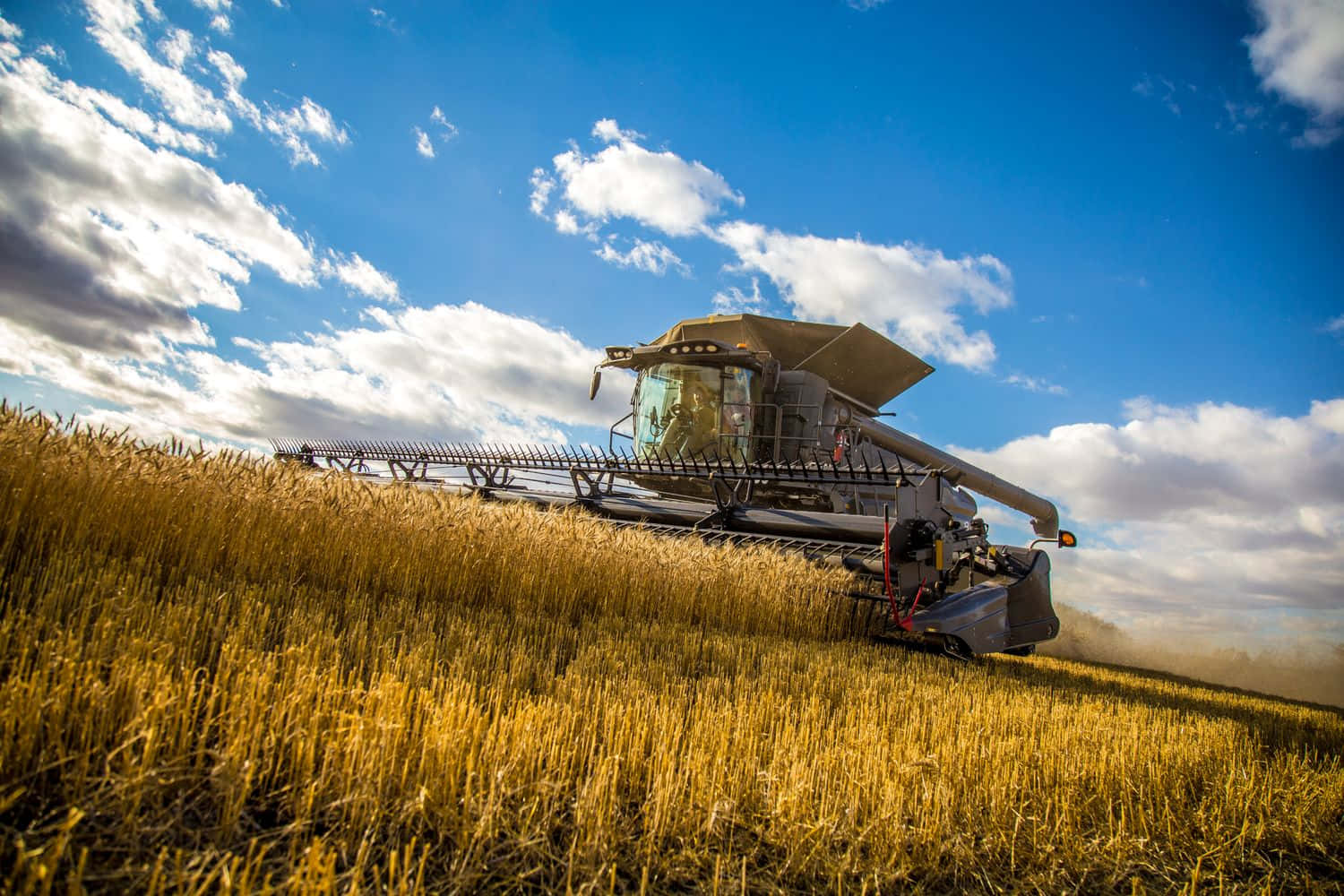 Sunlit Wheat Harvest Field Wallpaper