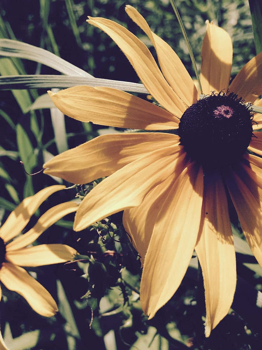 Sunlit Yellow Flower Summer Aesthetic.jpg Wallpaper