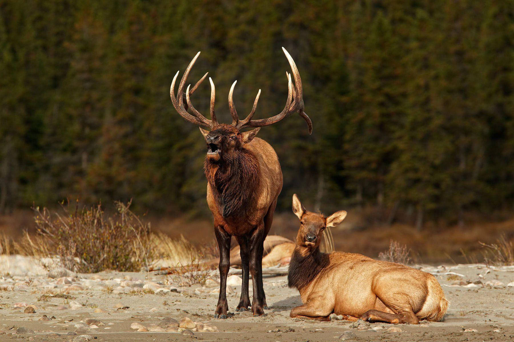 Sunny Afternoon Elk Wallpaper