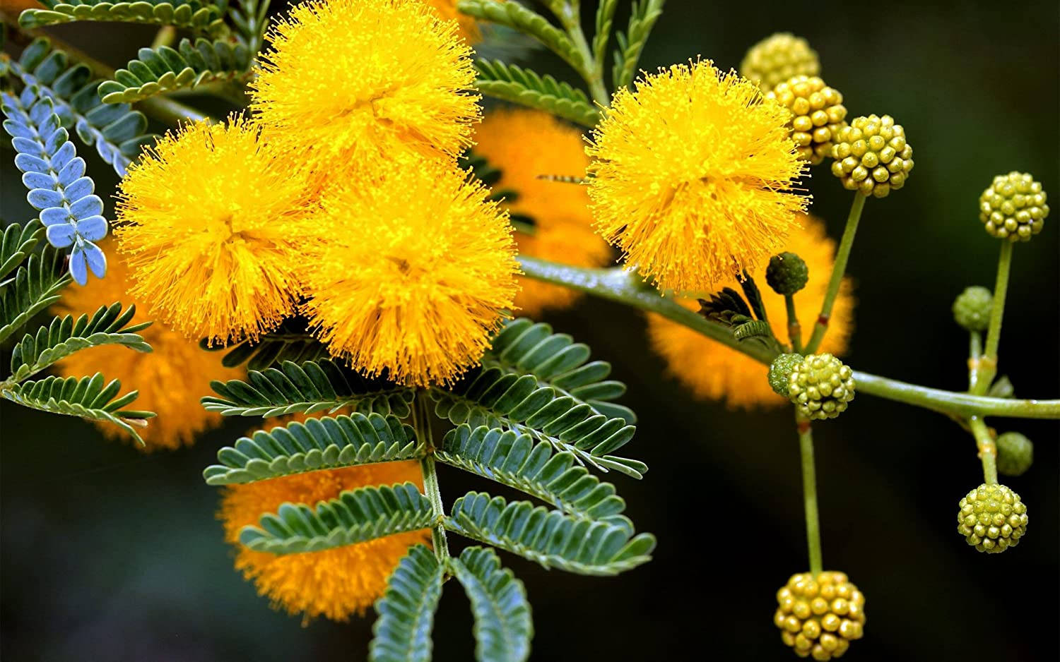 Sunny Mimosa Flowers Wallpaper