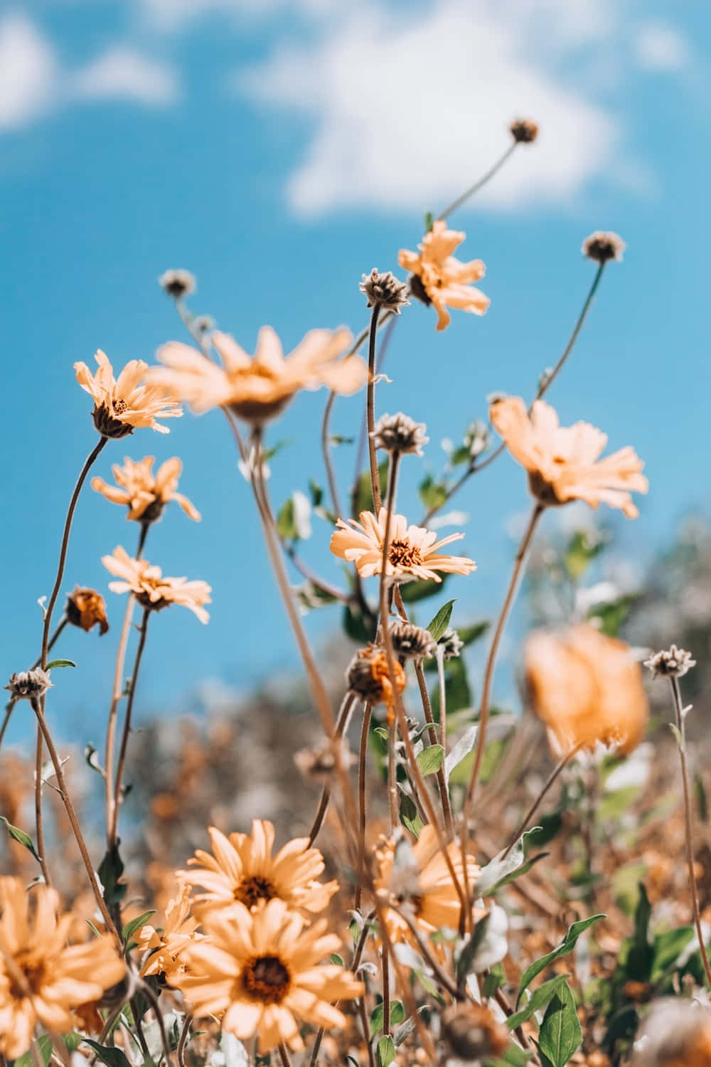 Sunny Wildflowers Against Blue Sky Wallpaper