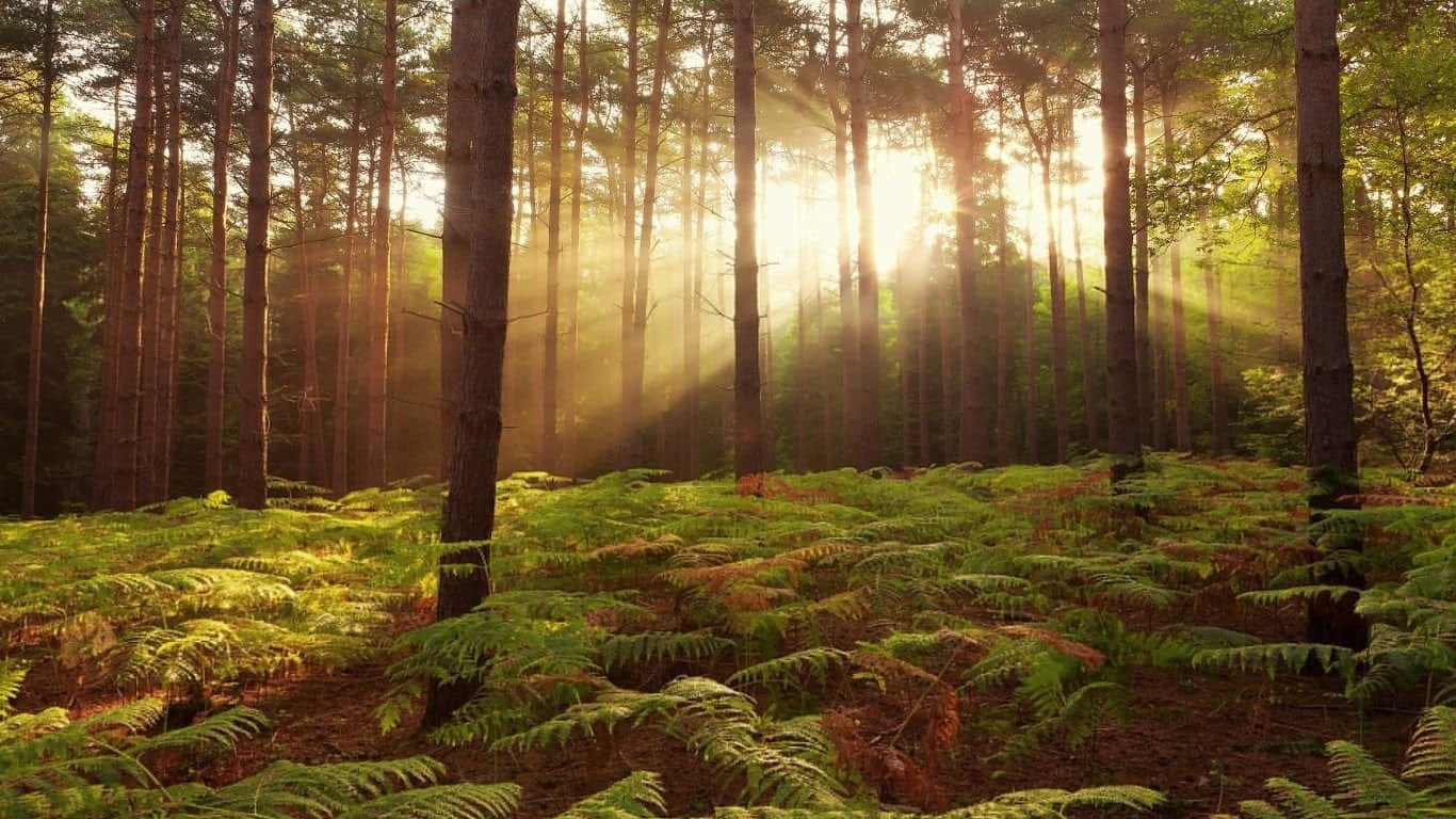 Sunrisein Forest Glade Wallpaper