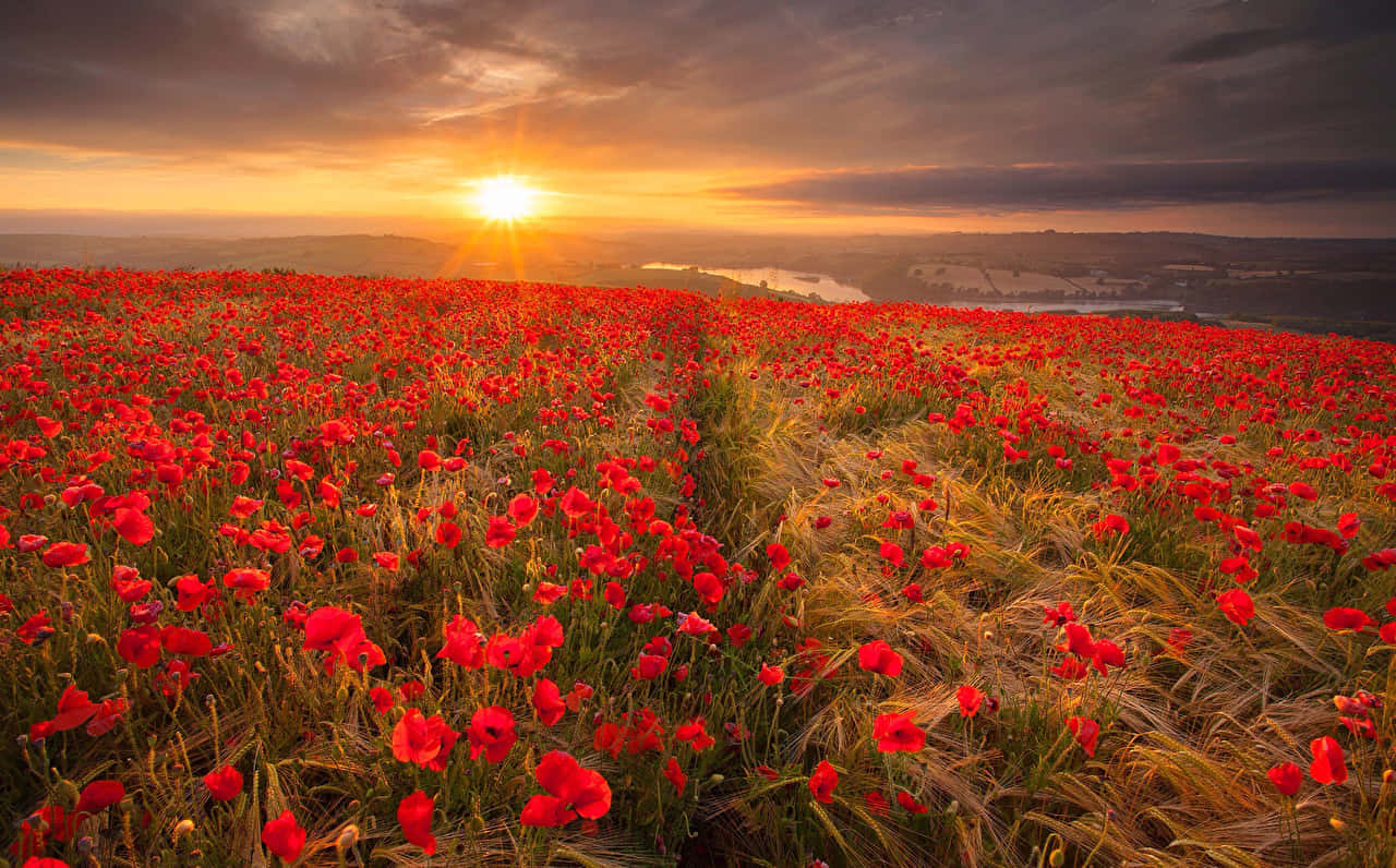 Sunset_ Amidst_ Red_ Poppies_ Landscape Wallpaper