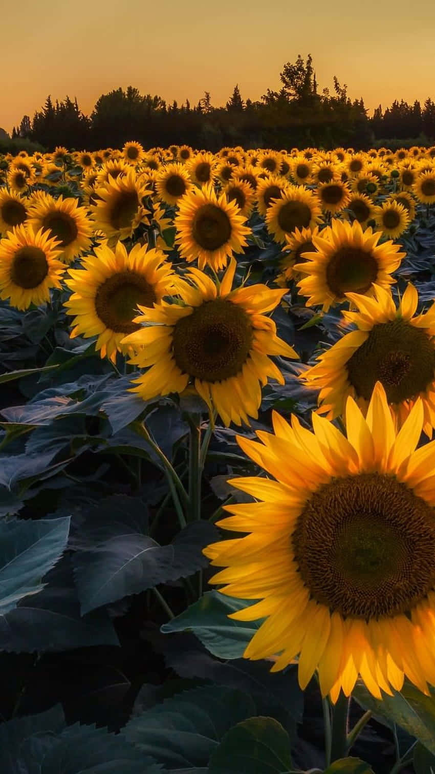 Sunset Sunflower Field Glow Wallpaper