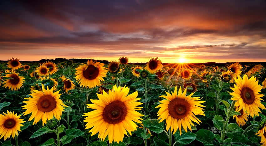 Sunset Sunflower Yellow Tumblr Aesthetic Wallpaper