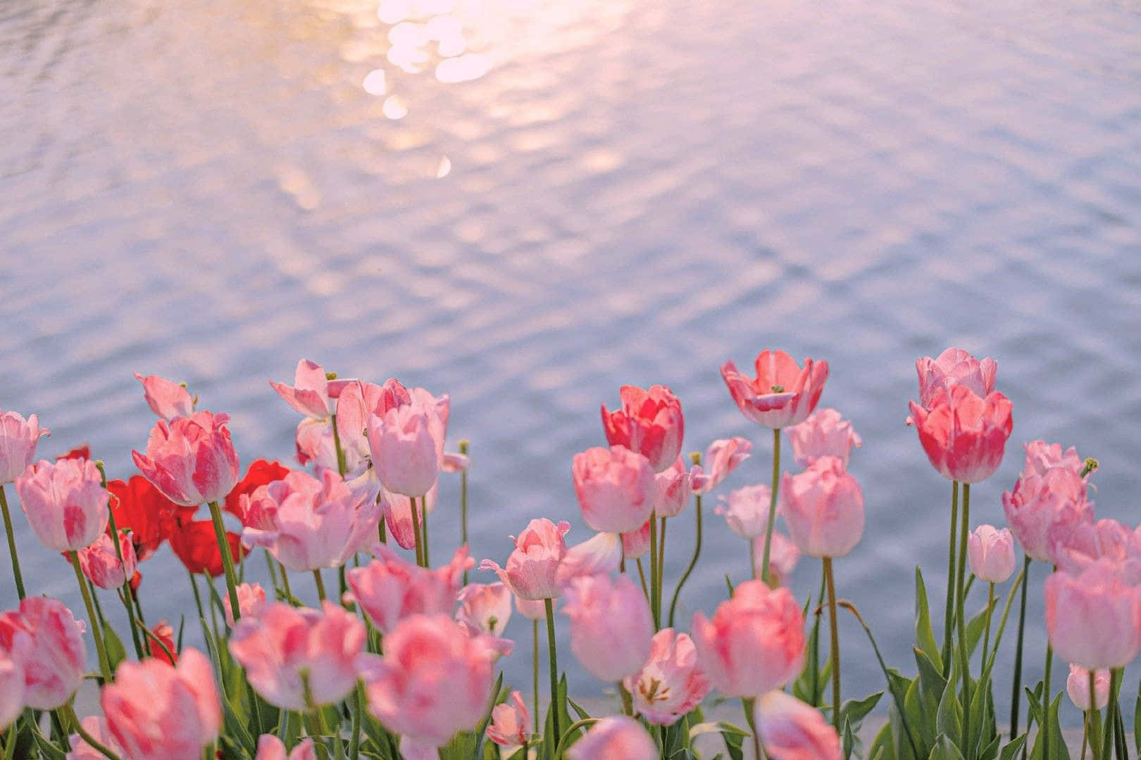 Sunset Tulipsby Waterfront Wallpaper