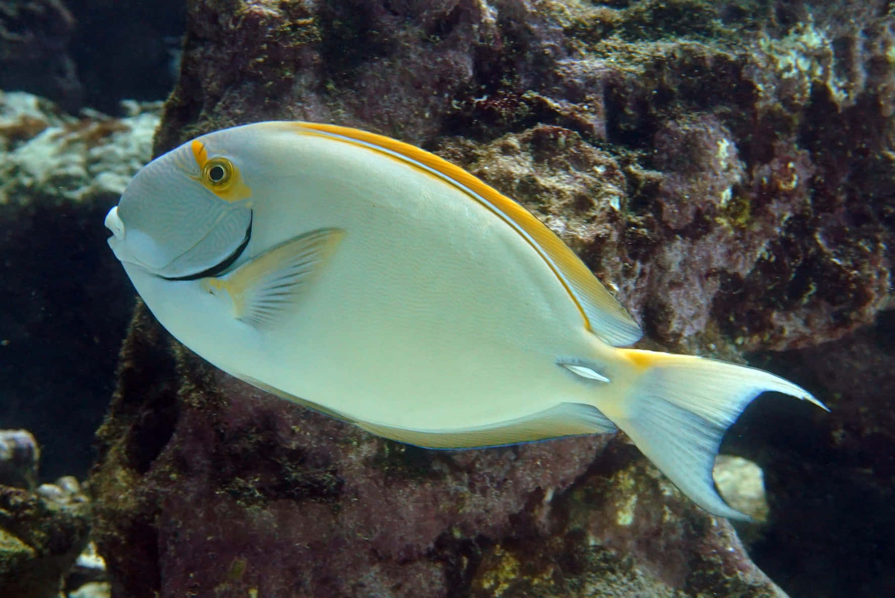 Surgeonfish Swimming Near Coral Reef Wallpaper