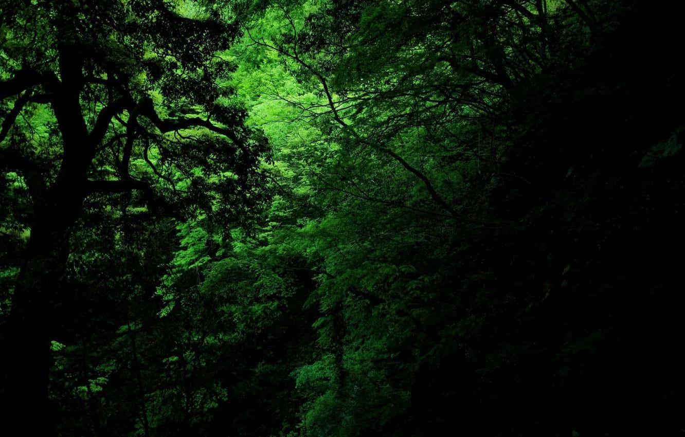 Surround Yourself With The Peace And Tranquillity Of Dark Green Forest. Wallpaper