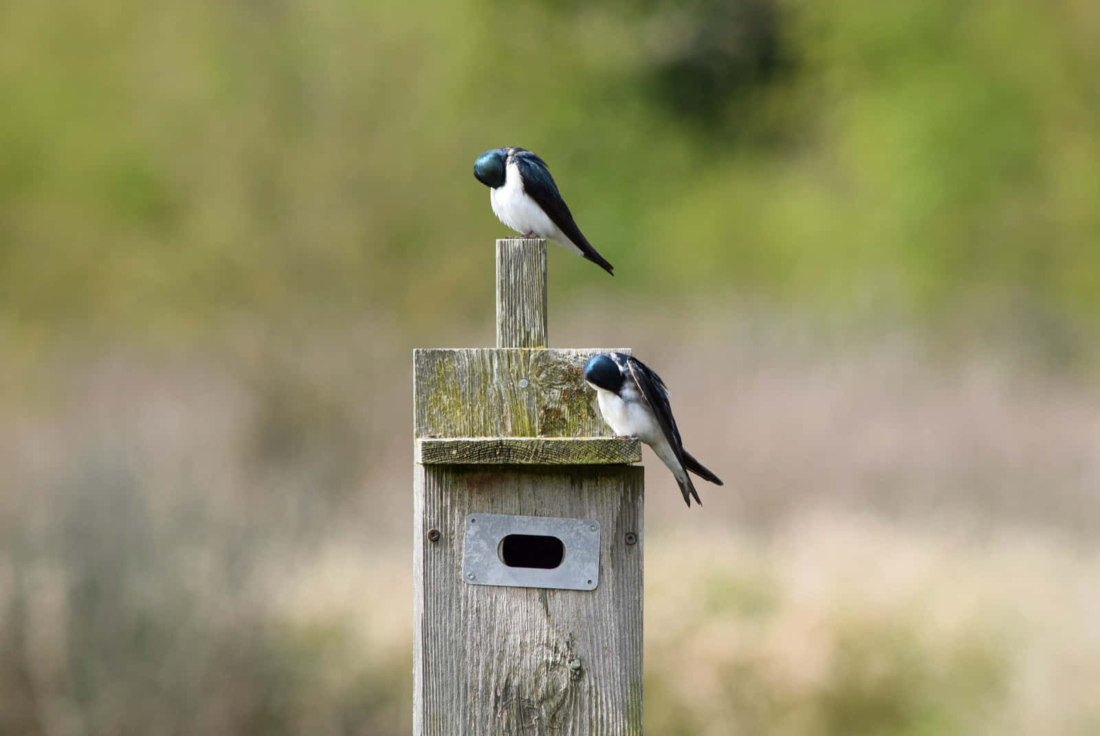 Swallows Restingon Birdhouse Wallpaper