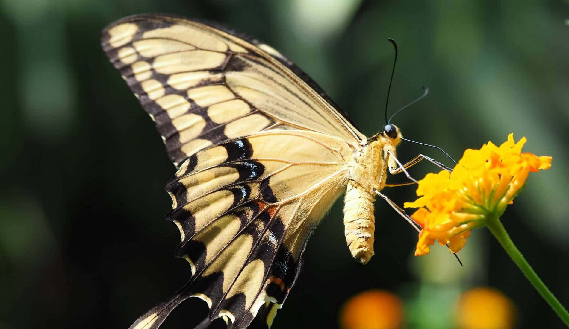 Swallowtail Butterflyon Flower Wallpaper