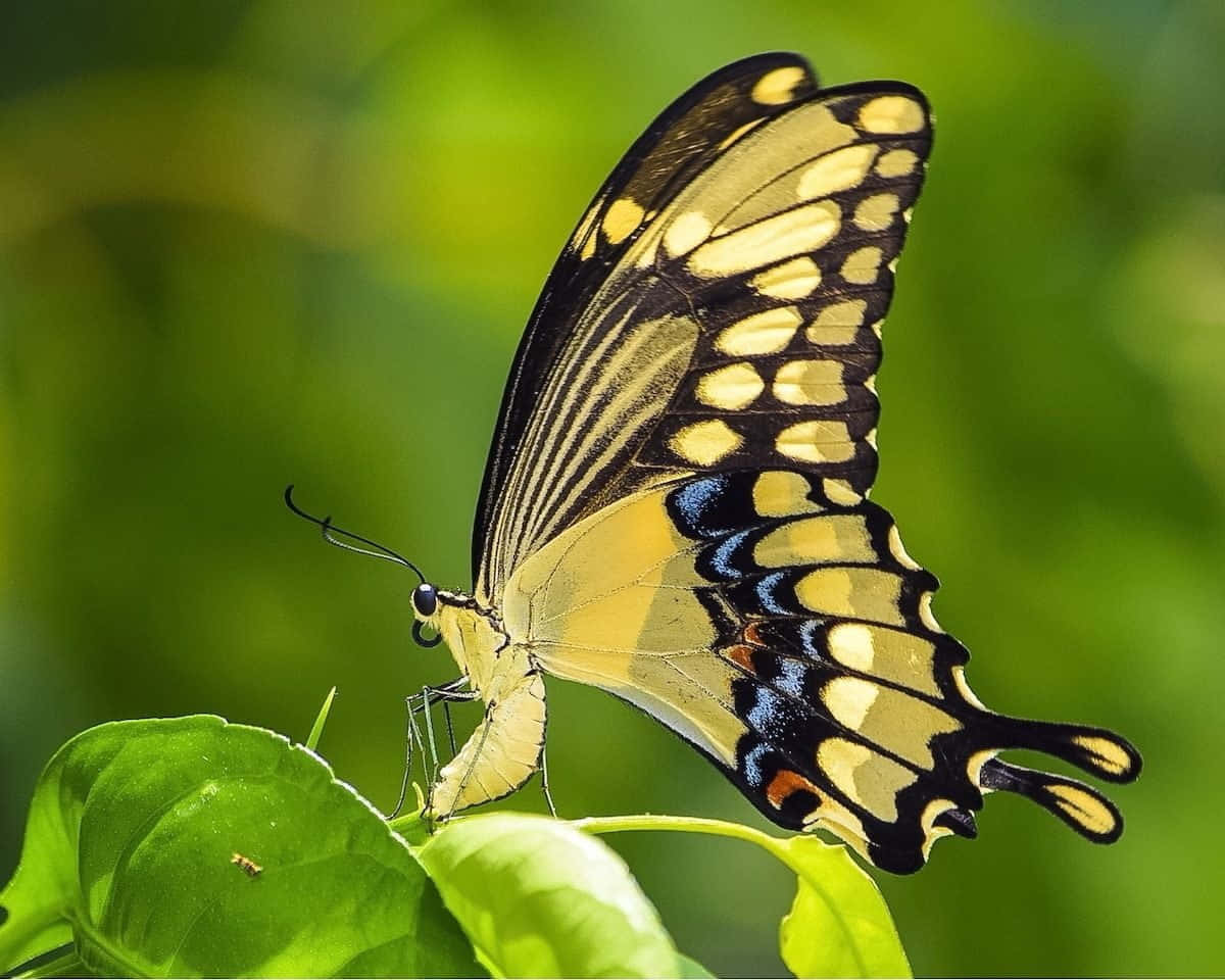 Swallowtail Butterflyon Green Leaf Wallpaper