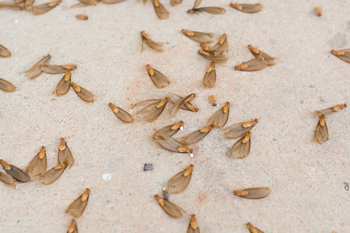 Swarmof Termiteson Ground.jpg Wallpaper