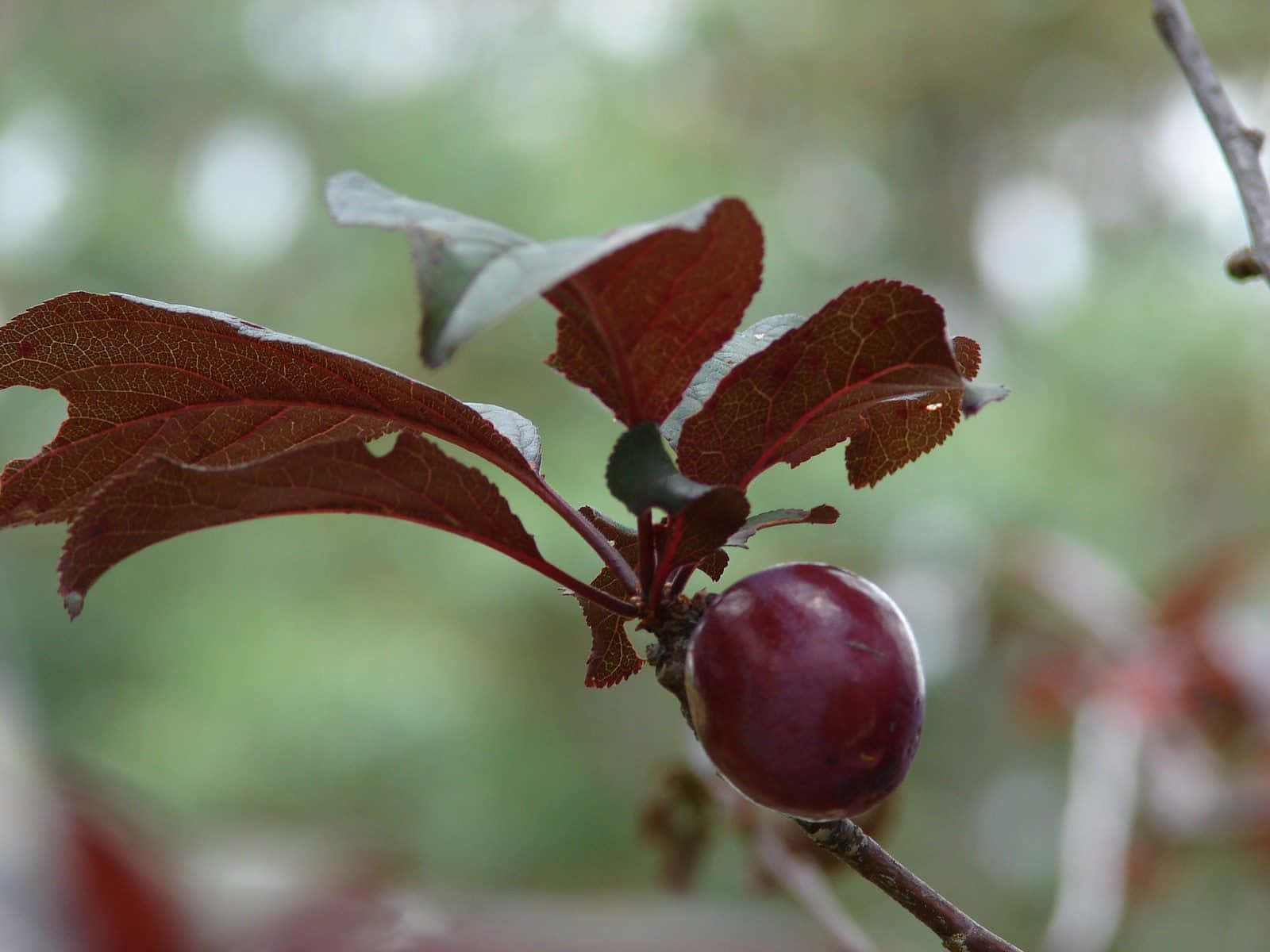 Sweet And Juicy Purple Plums. Wallpaper