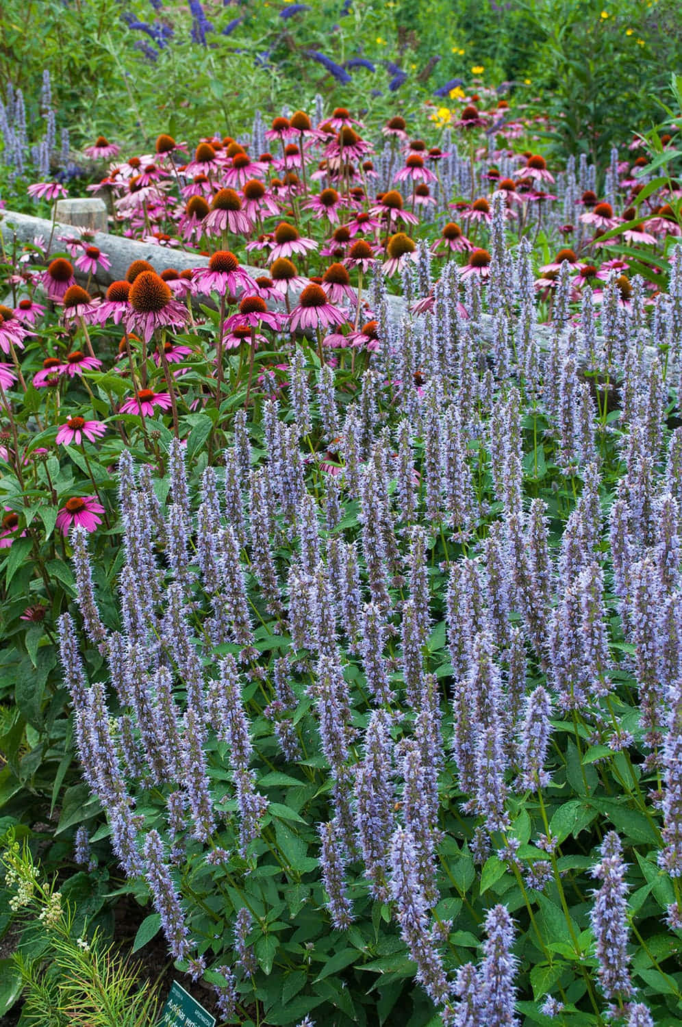 Sweet And Tangy Purple Licorice Wallpaper