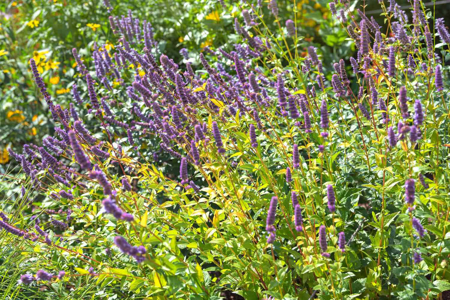 Sweet, Flavorful Purple Licorice Wallpaper