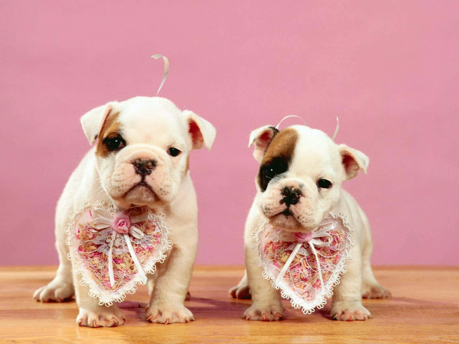 Sweet, Fluffy Pink Puppies Cuddling Wallpaper