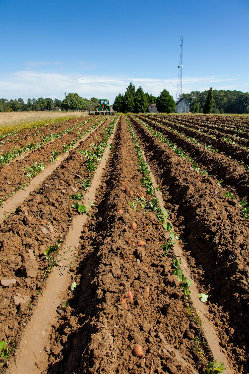 Sweet Potato Plantation Wallpaper