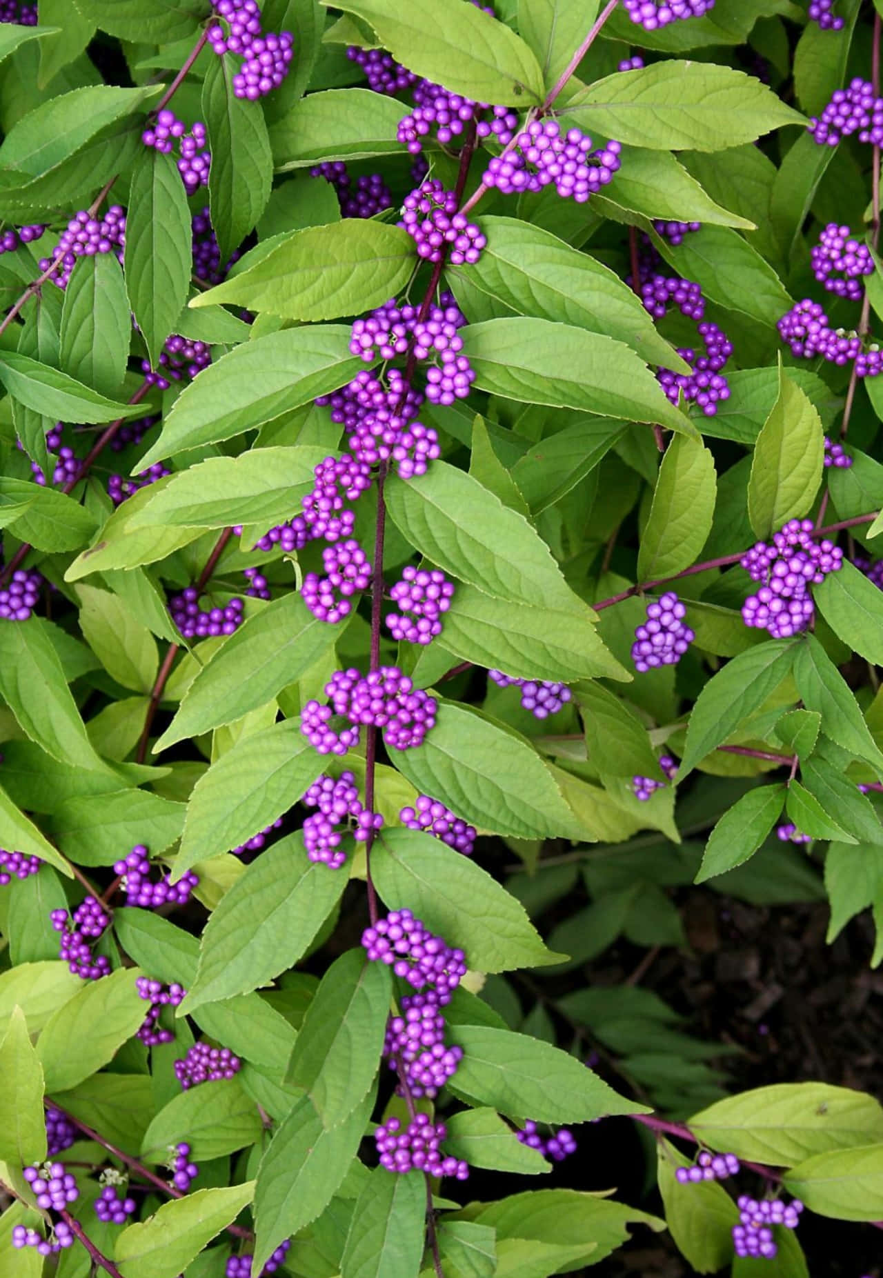 Sweet Tasting And Nutritious Purple Berries Wallpaper