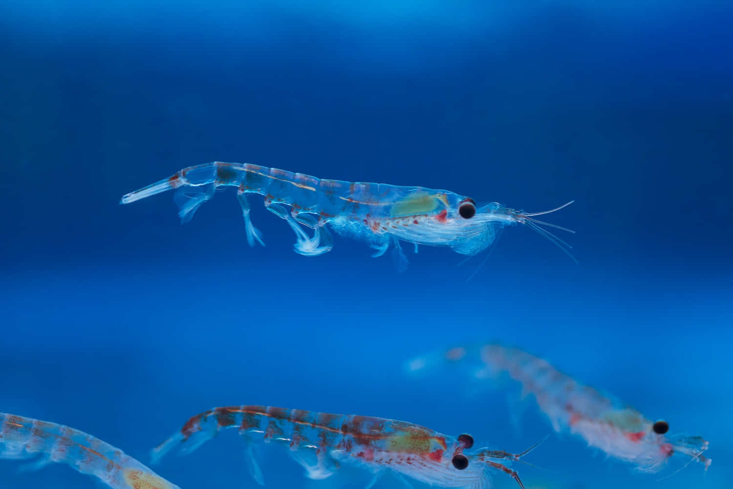 Swimming Antarctic Krill Wallpaper