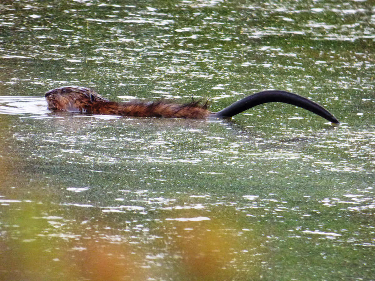 Swimming Muskrat Raindrops Wallpaper