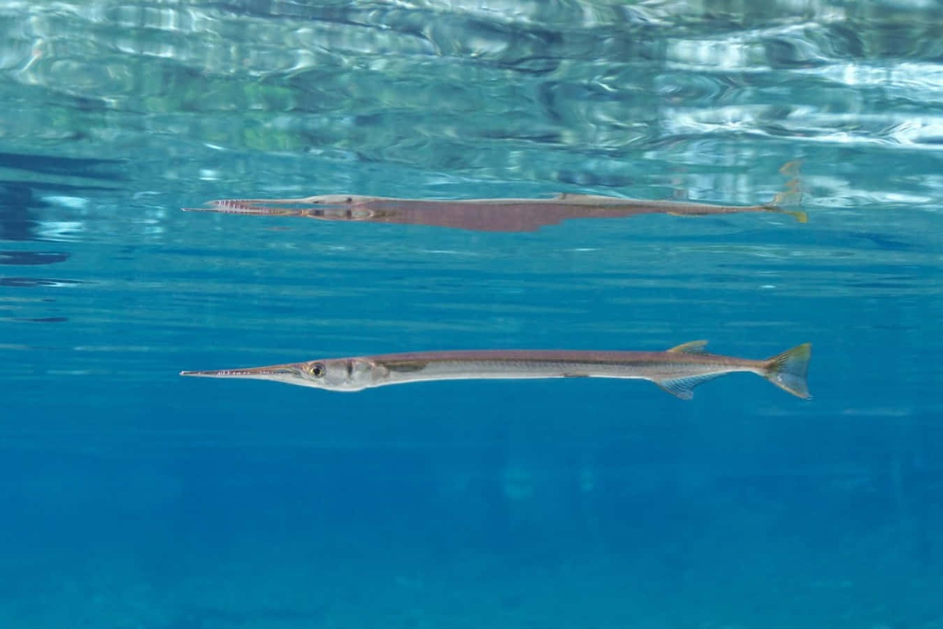 Swimming Needlefish Underwater Scene Wallpaper