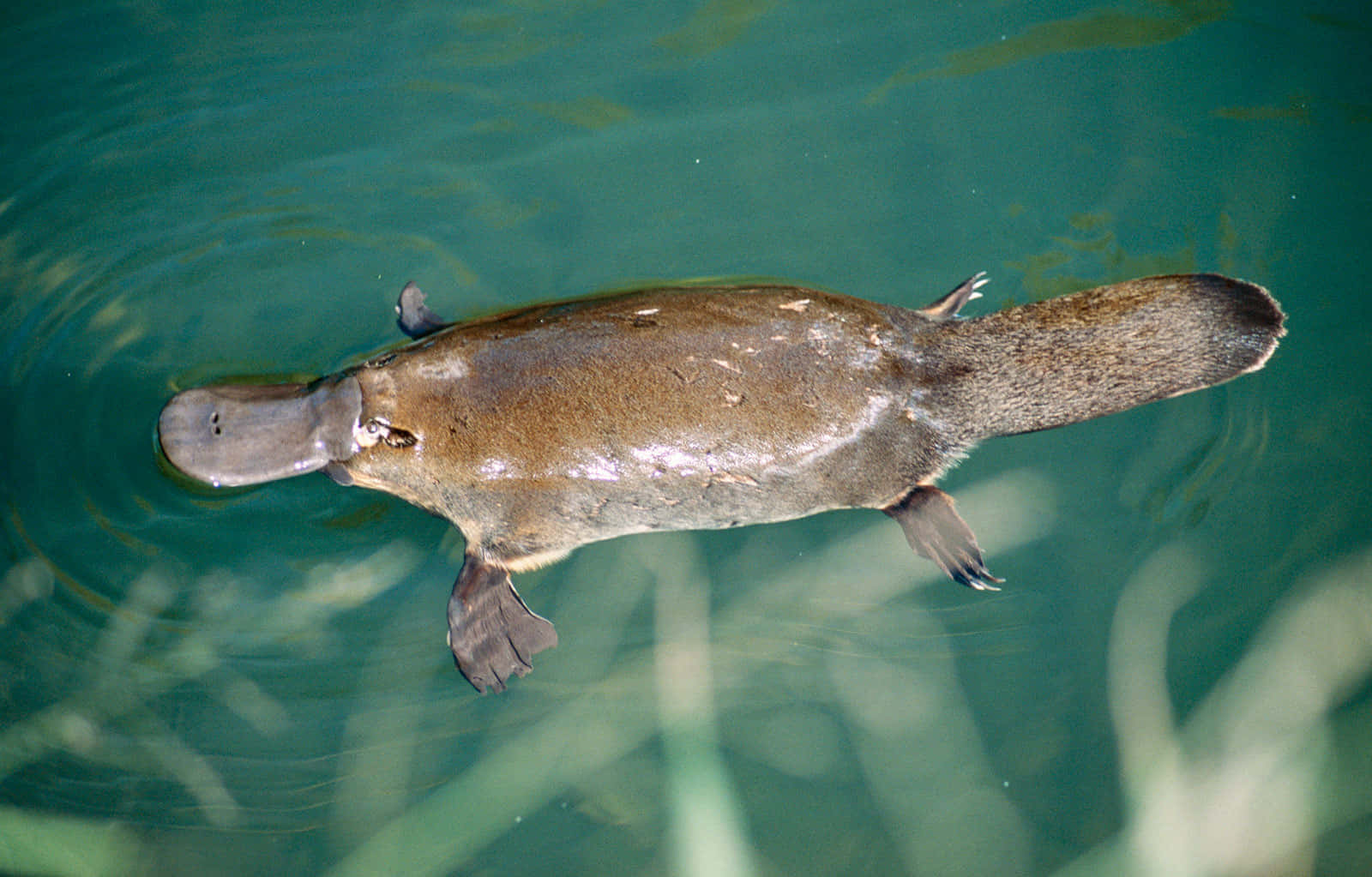 Swimming Platypus Aerial View Wallpaper