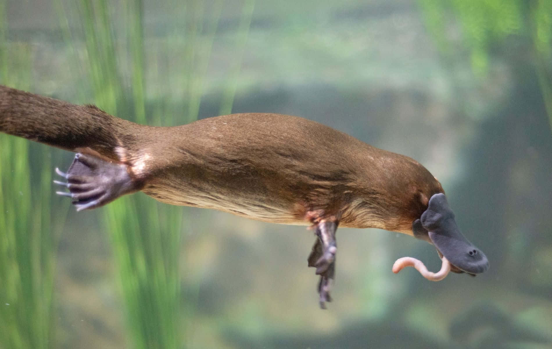 Swimming Platypus Capturing Prey.jpg Wallpaper